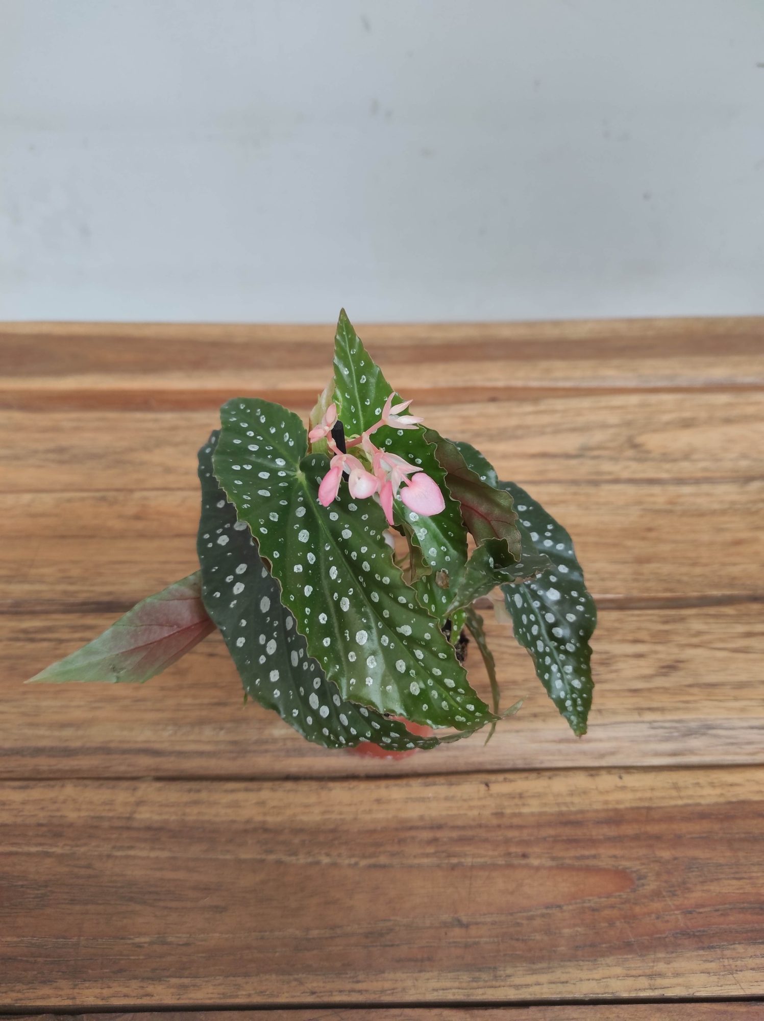 Begonia V.6