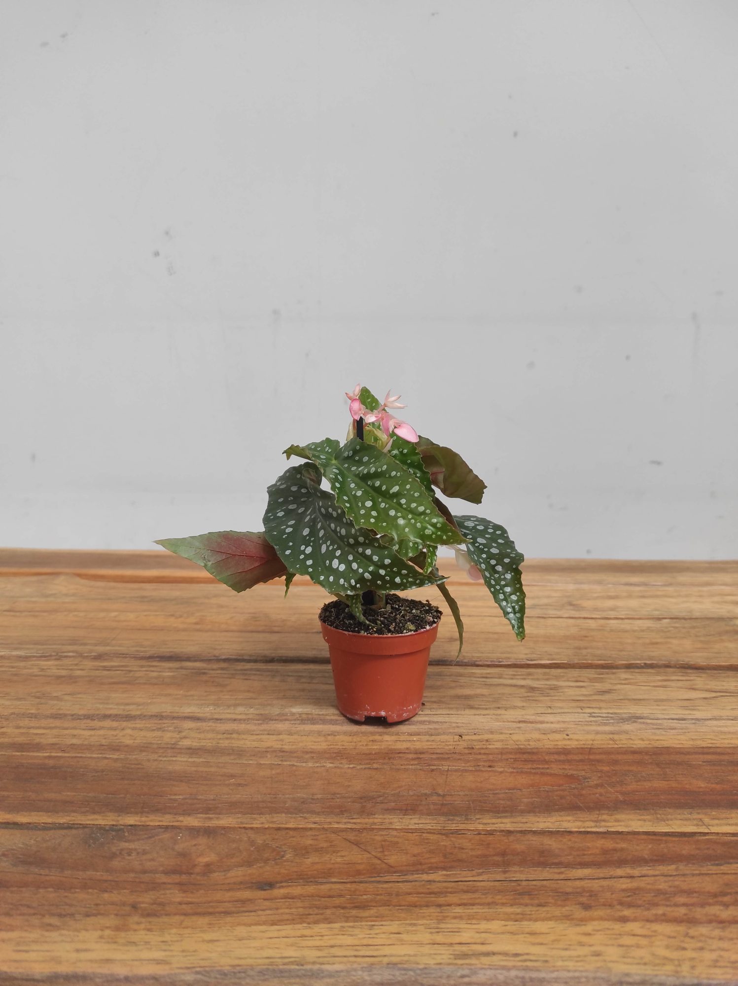 Begonia V.6 - Image 2