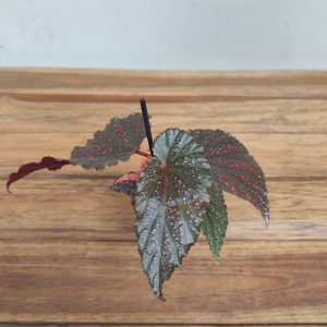 Begonia V.6