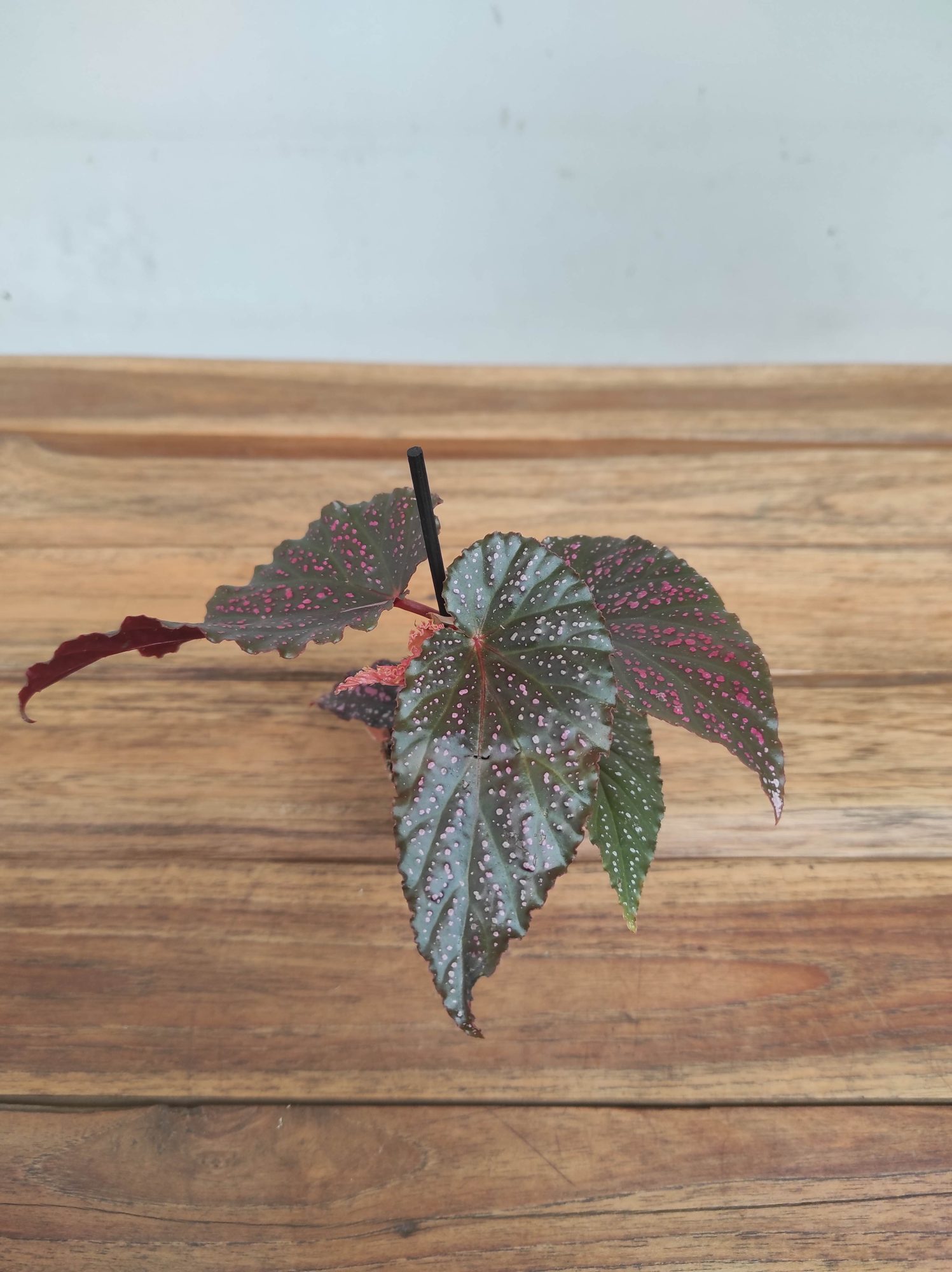 Begonia V.6