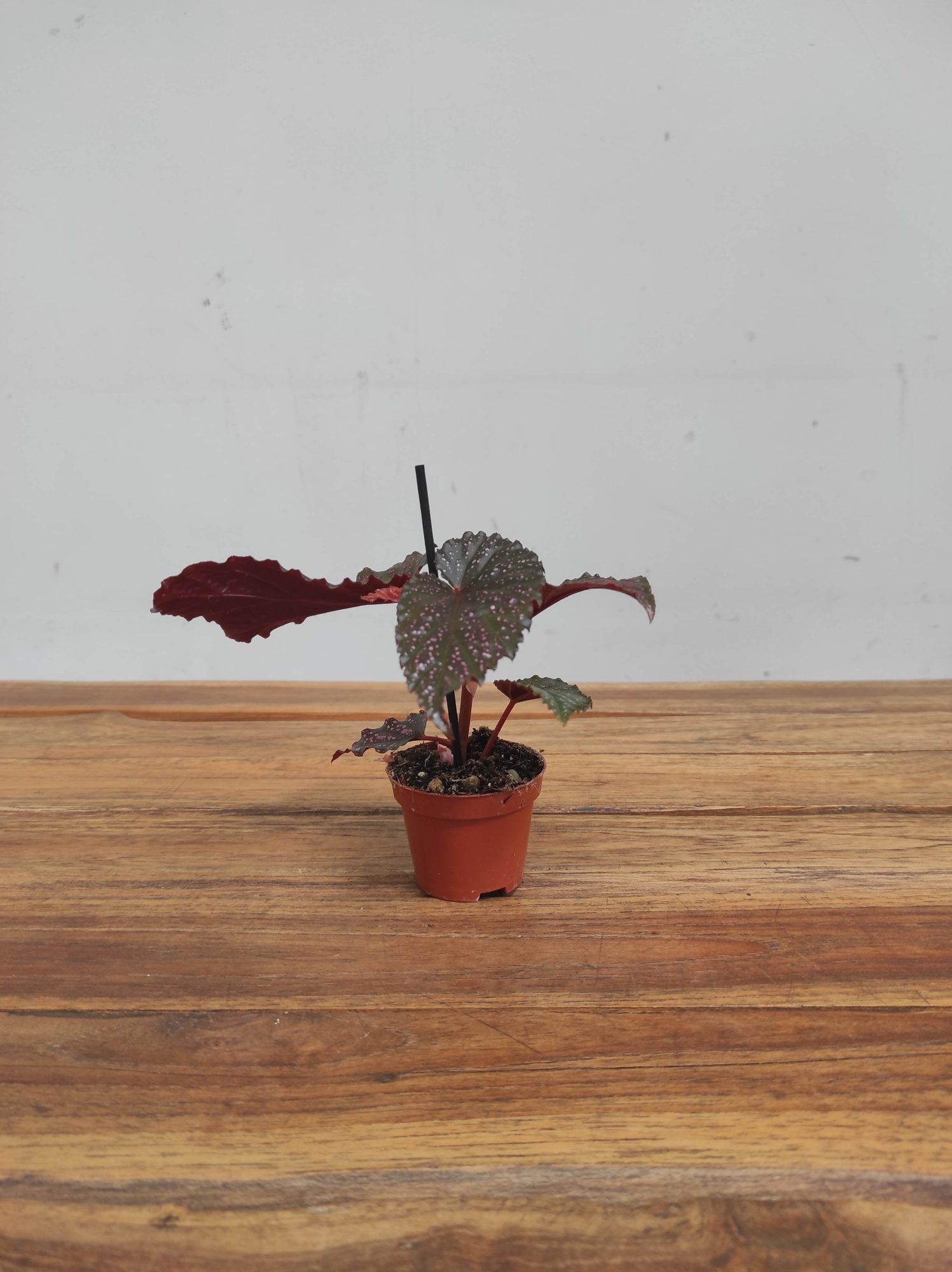 Begonia V.6 - Image 2