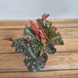 Begonia V.6