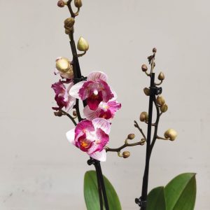 Phalaenopsis - 2 Hastes