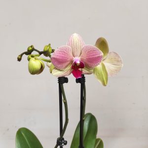 Phalaenopsis - 2 Hastes
