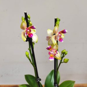 Phalaenopsis - 2 Hastes
