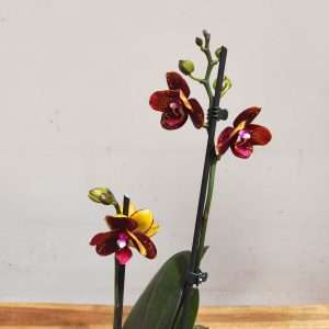 Phalaenopsis - 2 Hastes