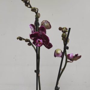 Phalaenopsis Special-  2 Hastes