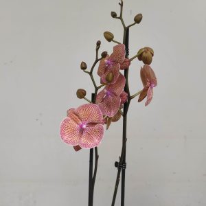 Phalaenopsis Special-  2 Hastes