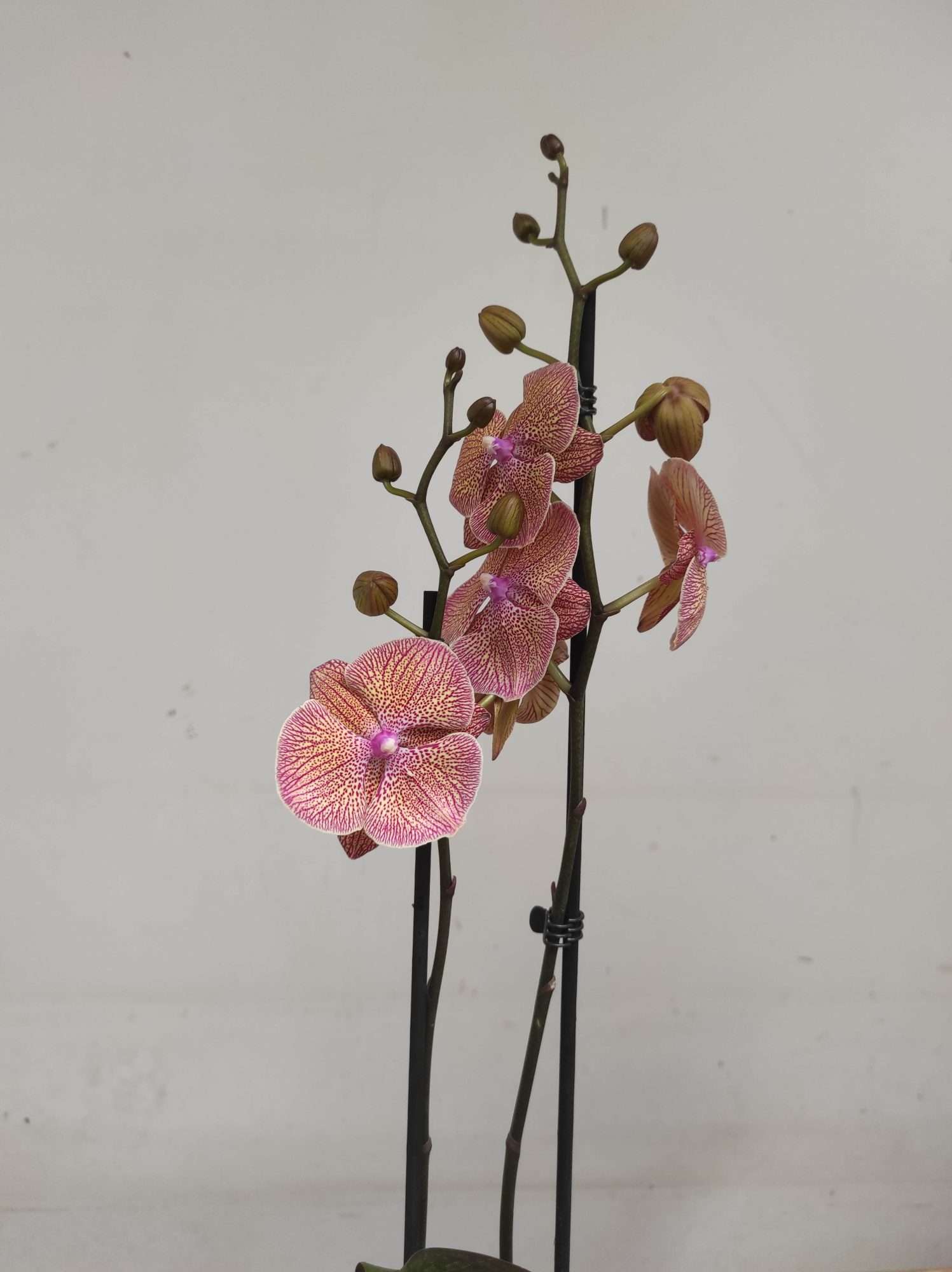 Phalaenopsis Special- 2 Hastes