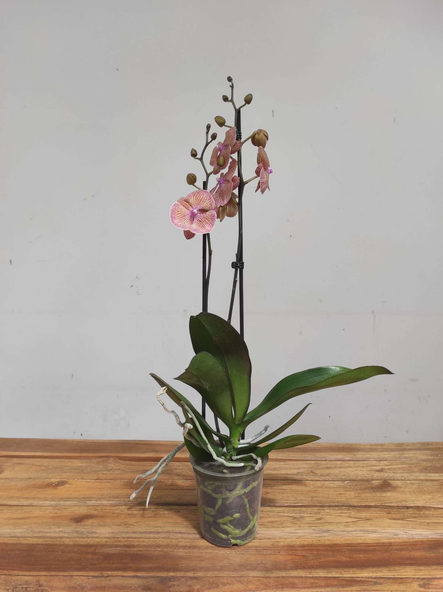 Phalaenopsis Special- 2 Hastes - Image 2