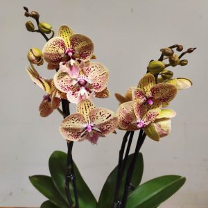 Phalaenopsis Special-  2 Hastes