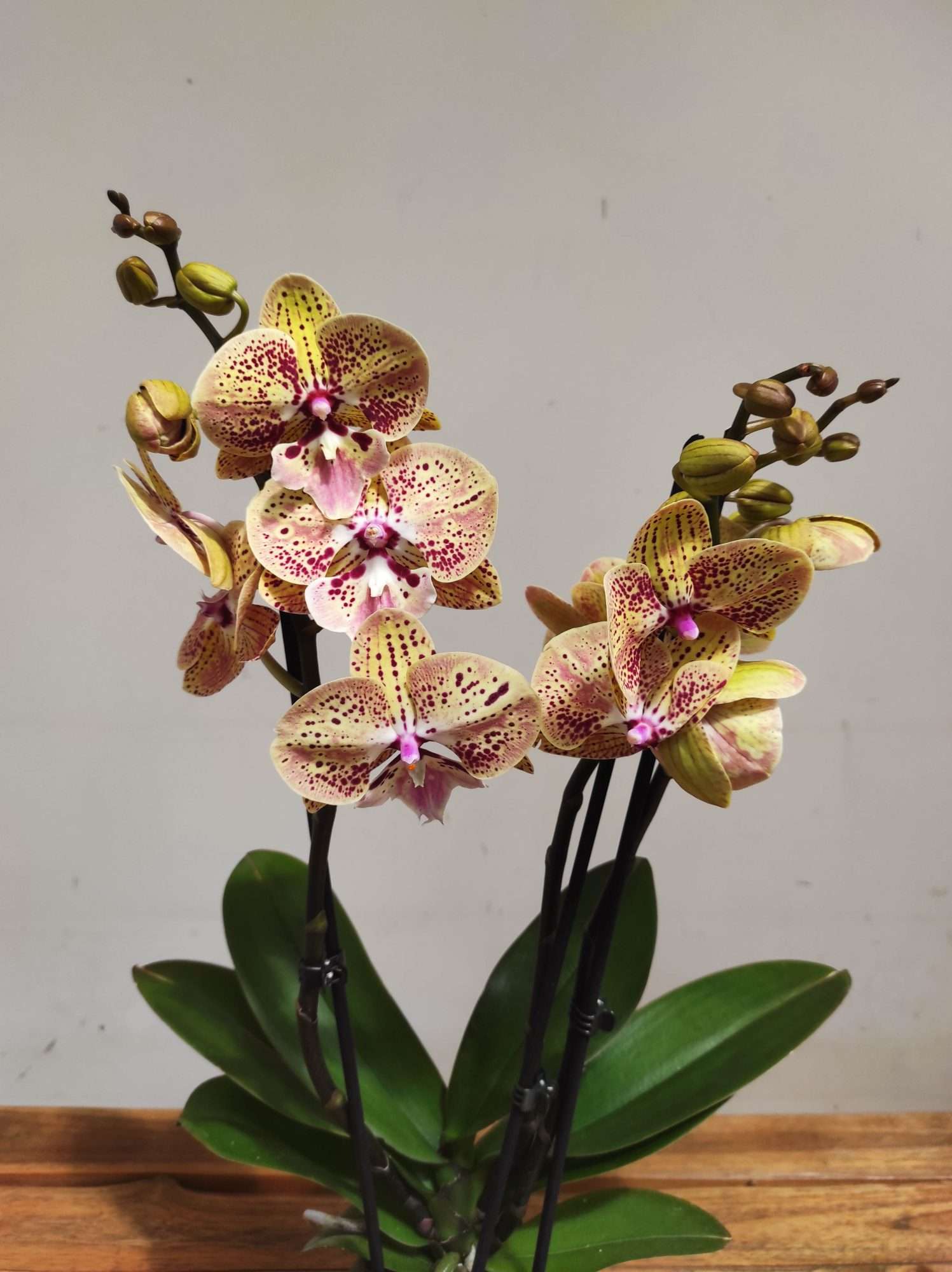 Phalaenopsis Special- 2 Hastes