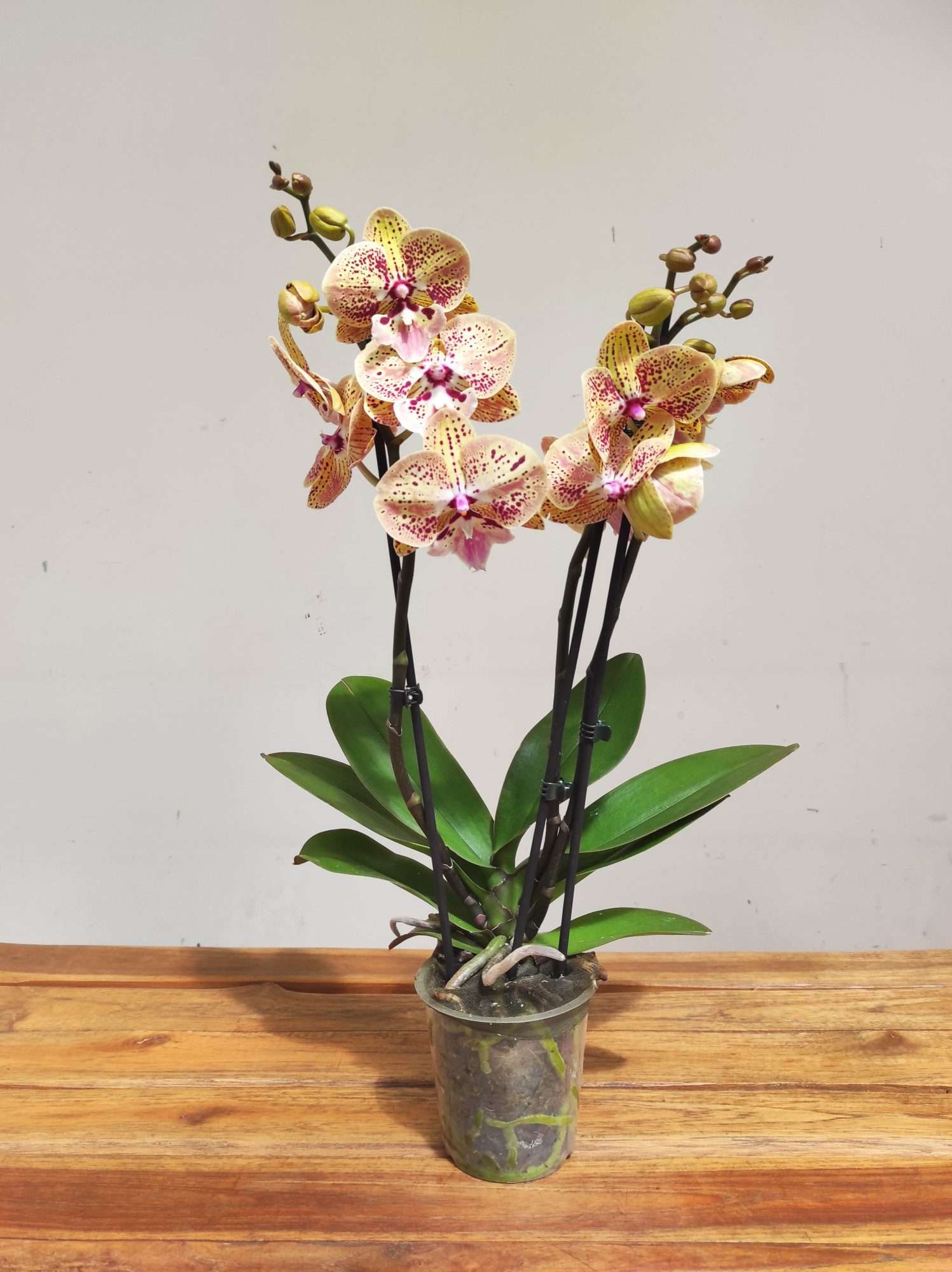 Phalaenopsis Special- 2 Hastes - Image 2