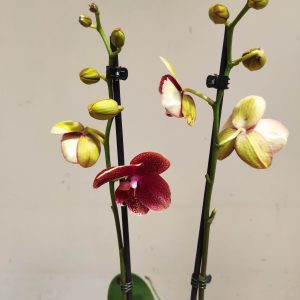 Phalaenopsis Special-  2 Hastes