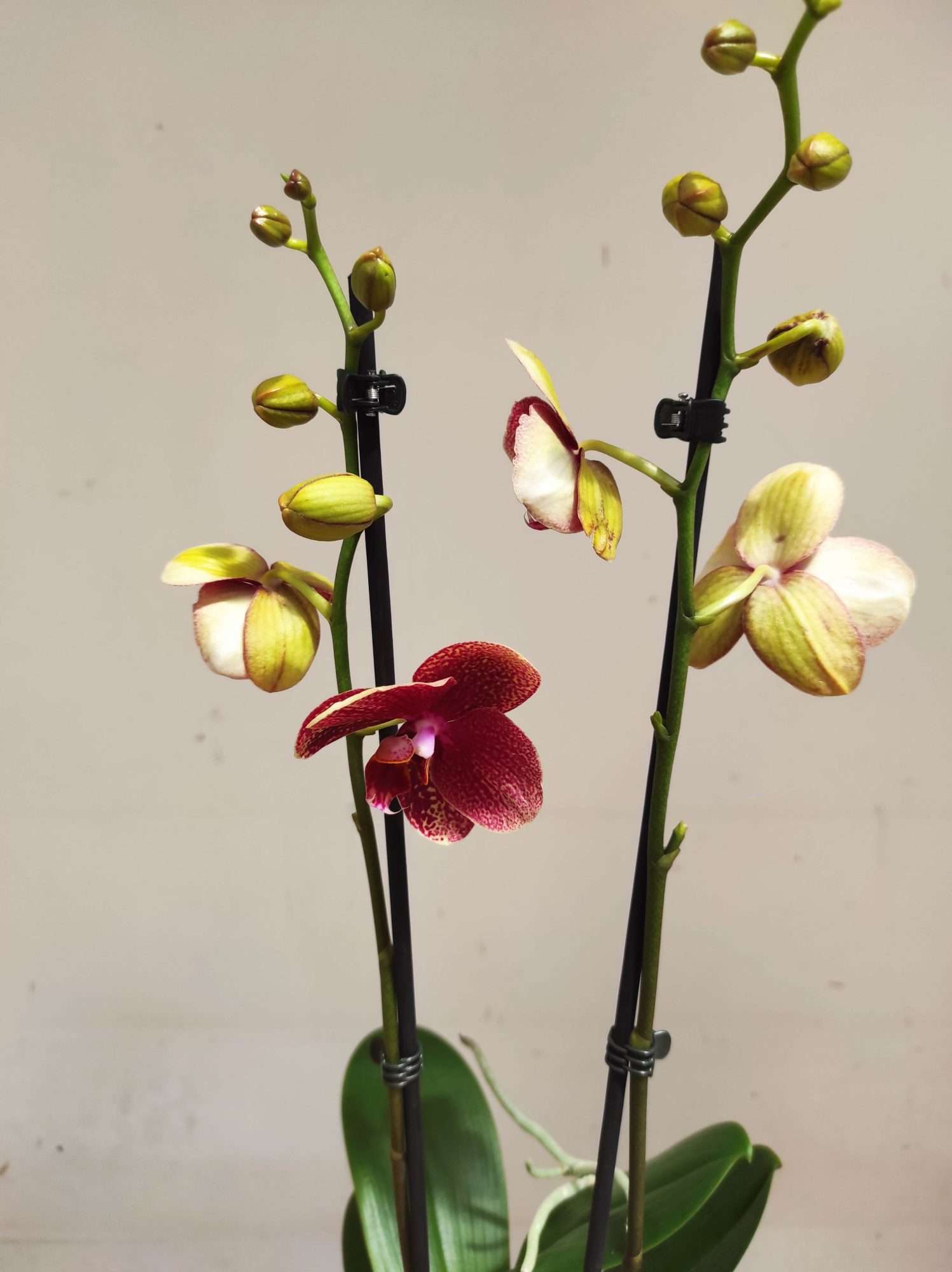 Phalaenopsis Special- 2 Hastes