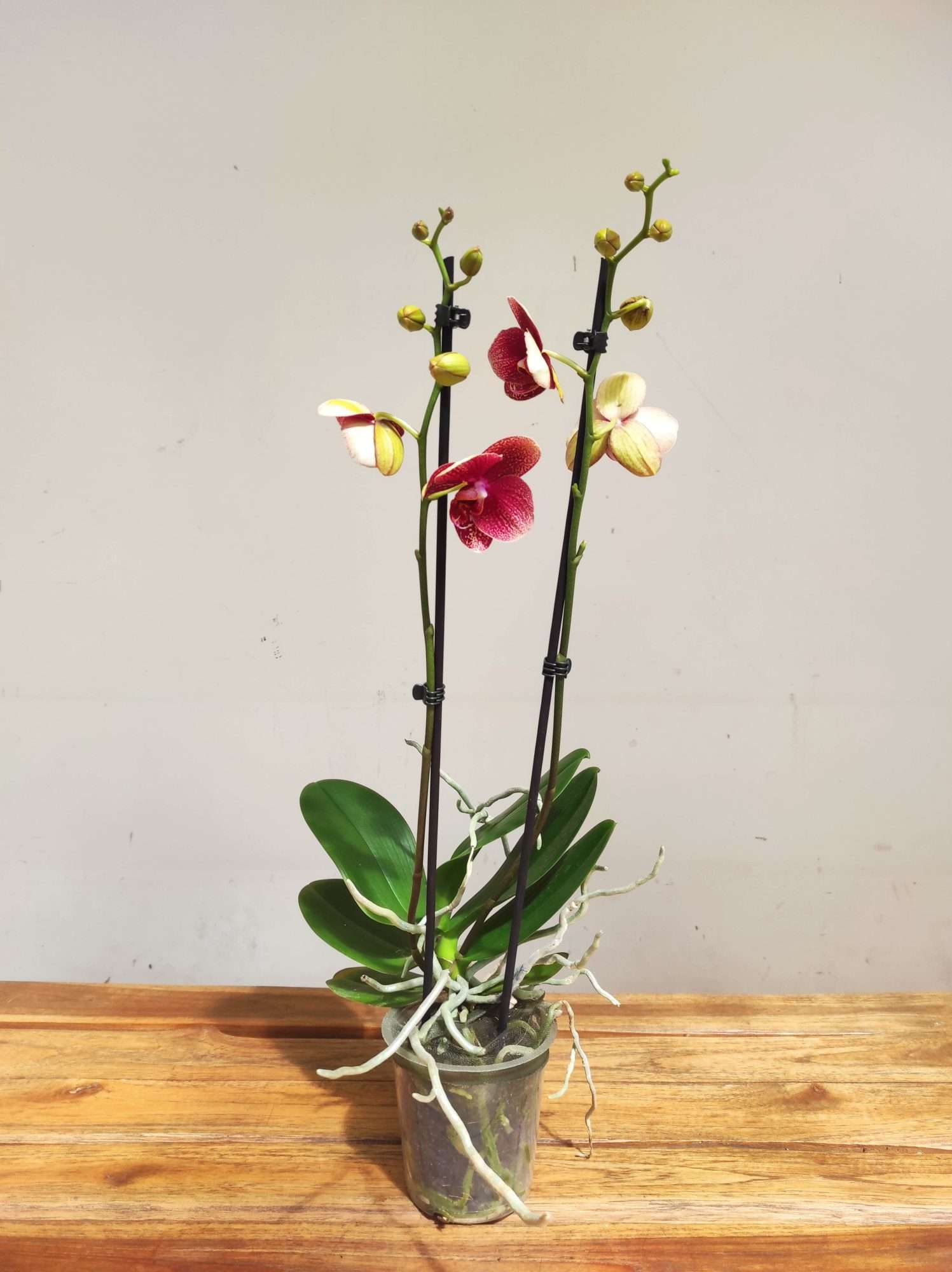 Phalaenopsis Special- 2 Hastes - Image 2