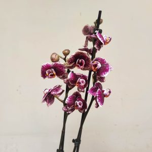 Phalaenopsis Limited -  2 Hastes