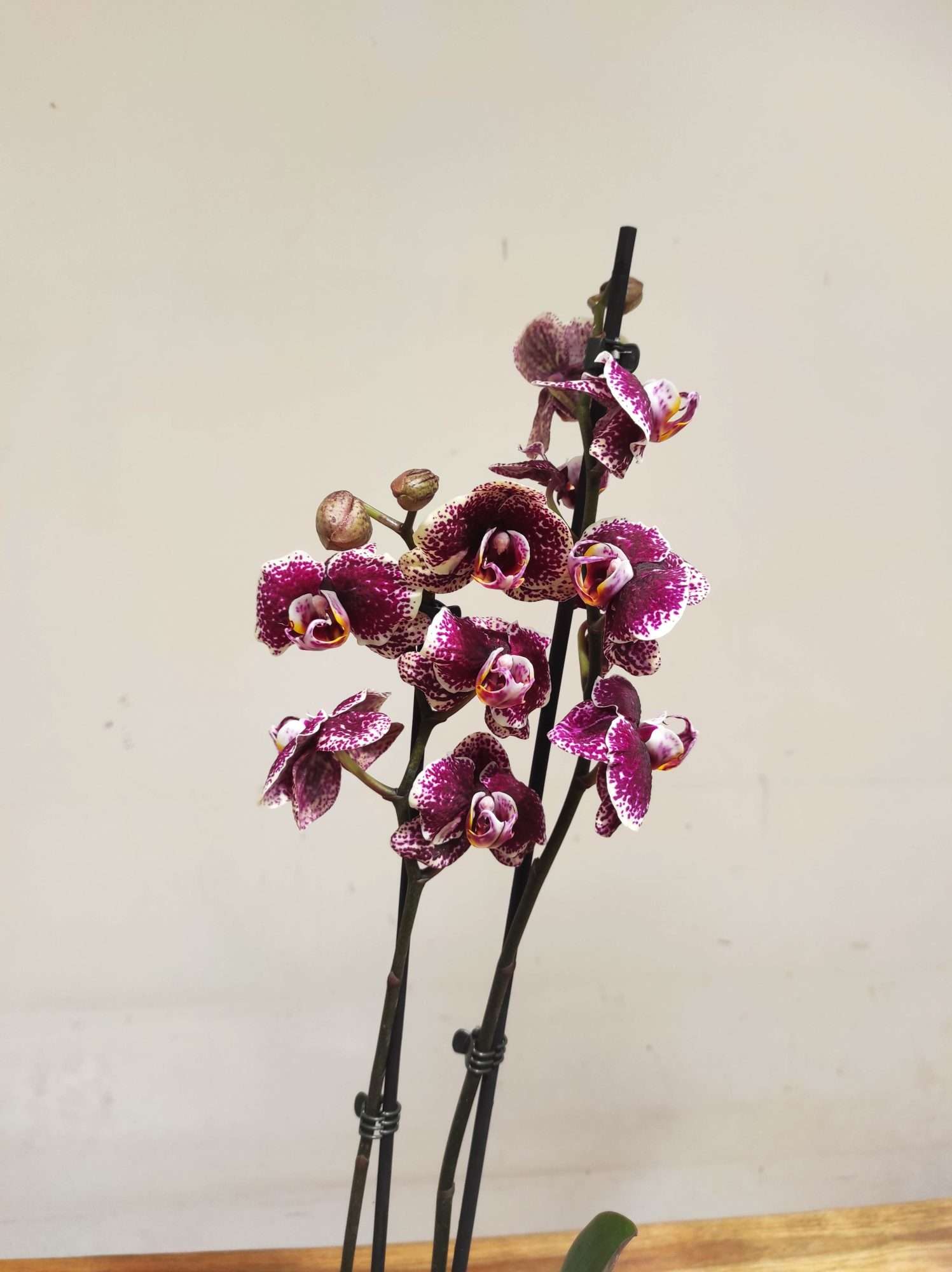 Phalaenopsis Limited - 2 Hastes