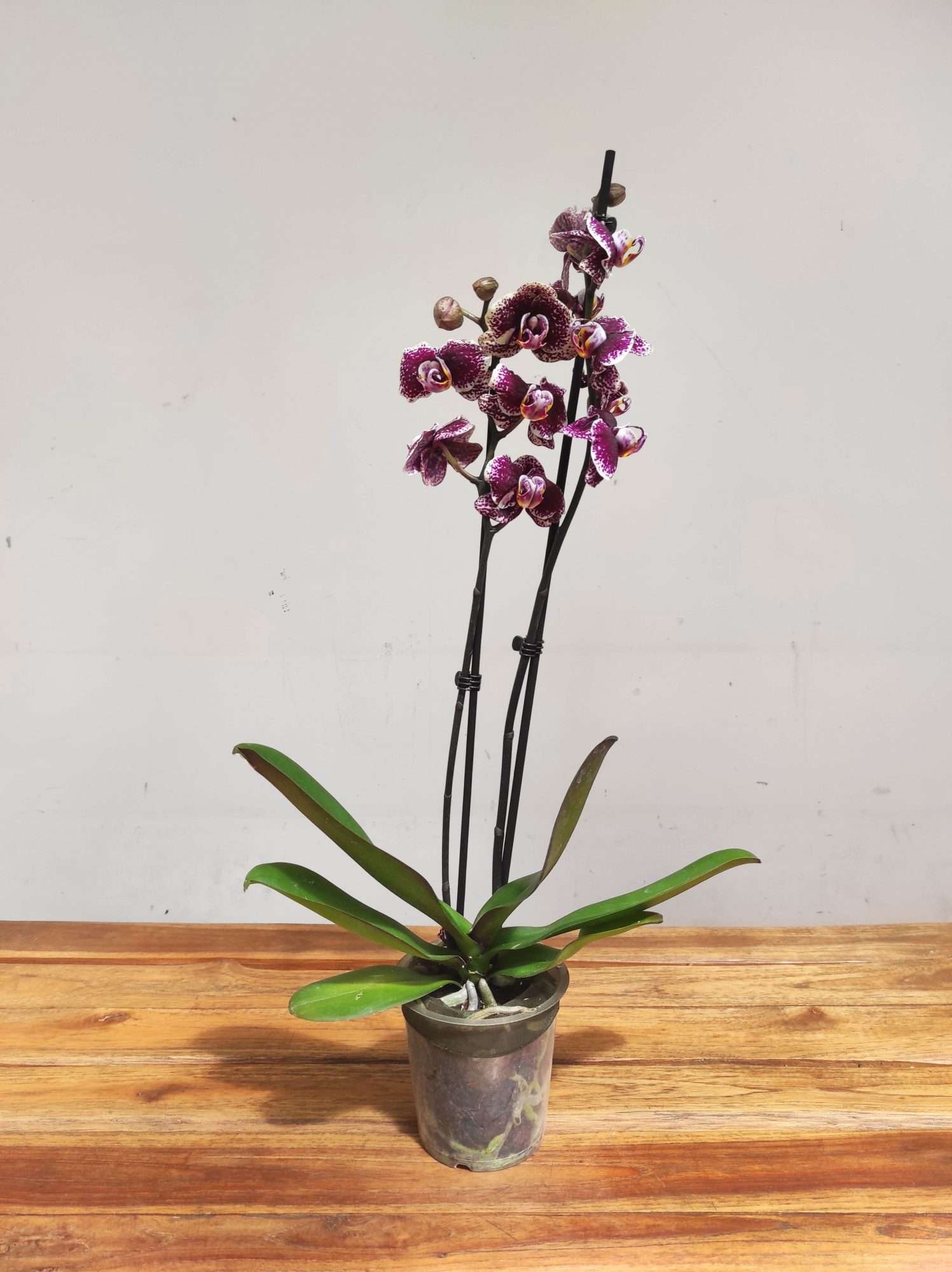 Phalaenopsis Limited - 2 Hastes - Image 2