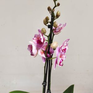 Phalaenopsis Special-  2 Hastes