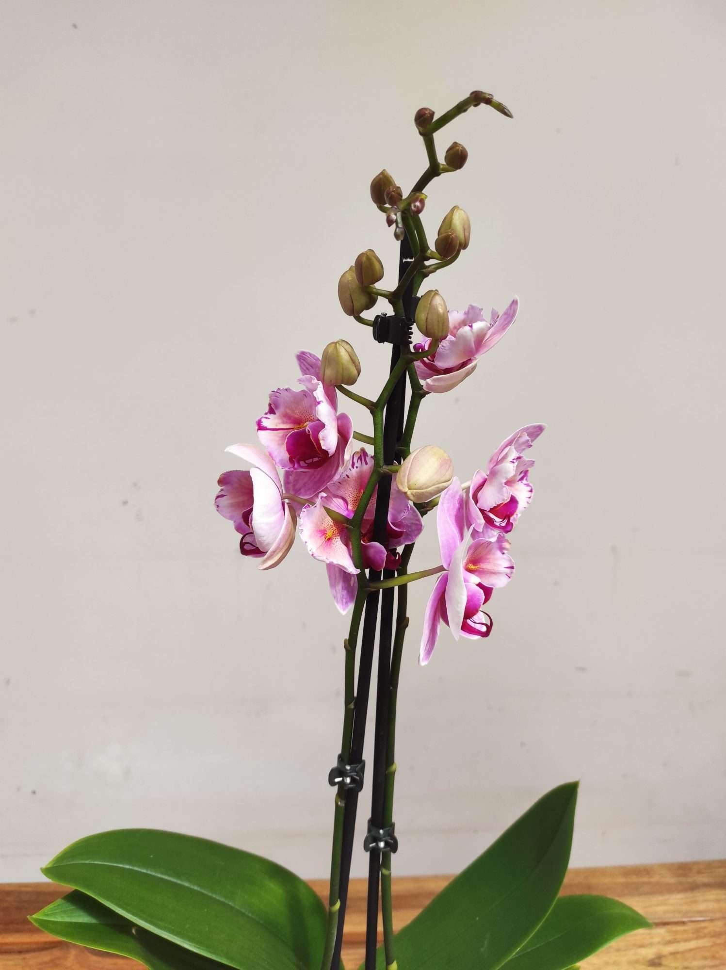 Phalaenopsis Special- 2 Hastes