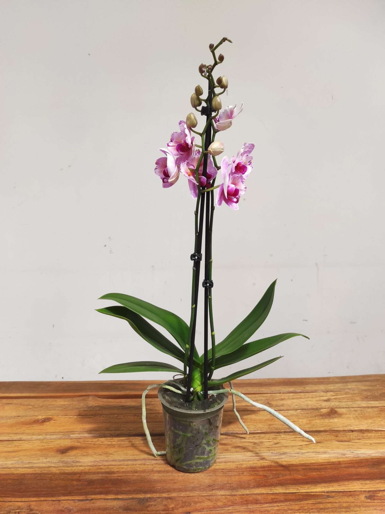 Phalaenopsis Special- 2 Hastes - Image 2