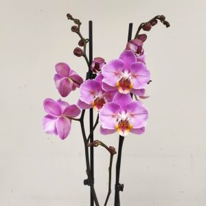 Phalaenopsis Special-  2 Hastes