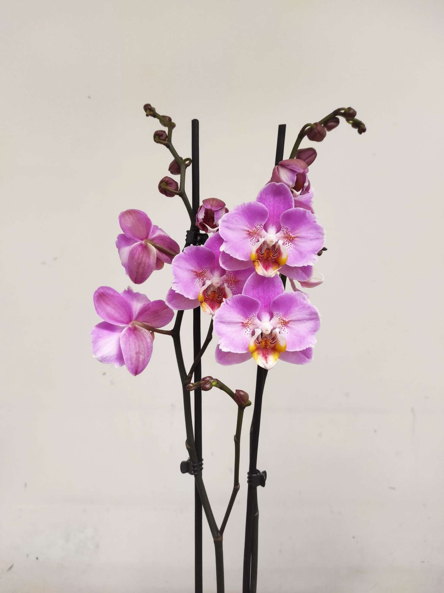 Phalaenopsis Special- 2 Hastes