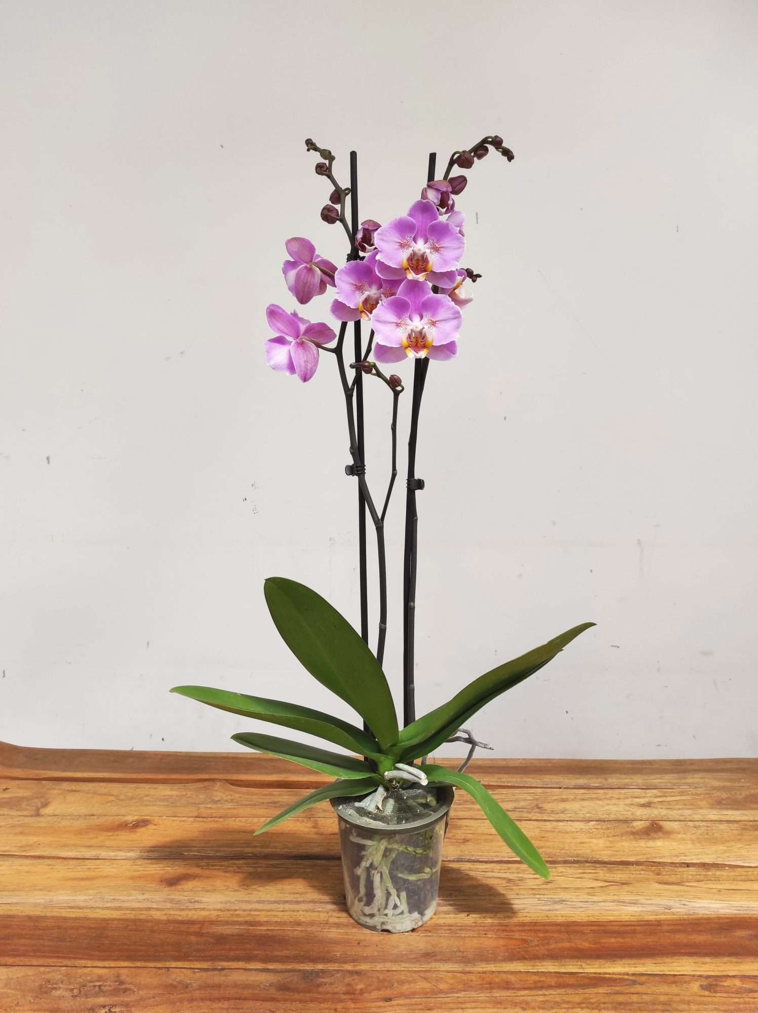 Phalaenopsis Special- 2 Hastes - Image 2