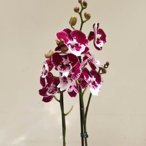 Phalaenopsis Special-  2 Hastes