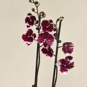 Phalaenopsis Special-  2 Hastes