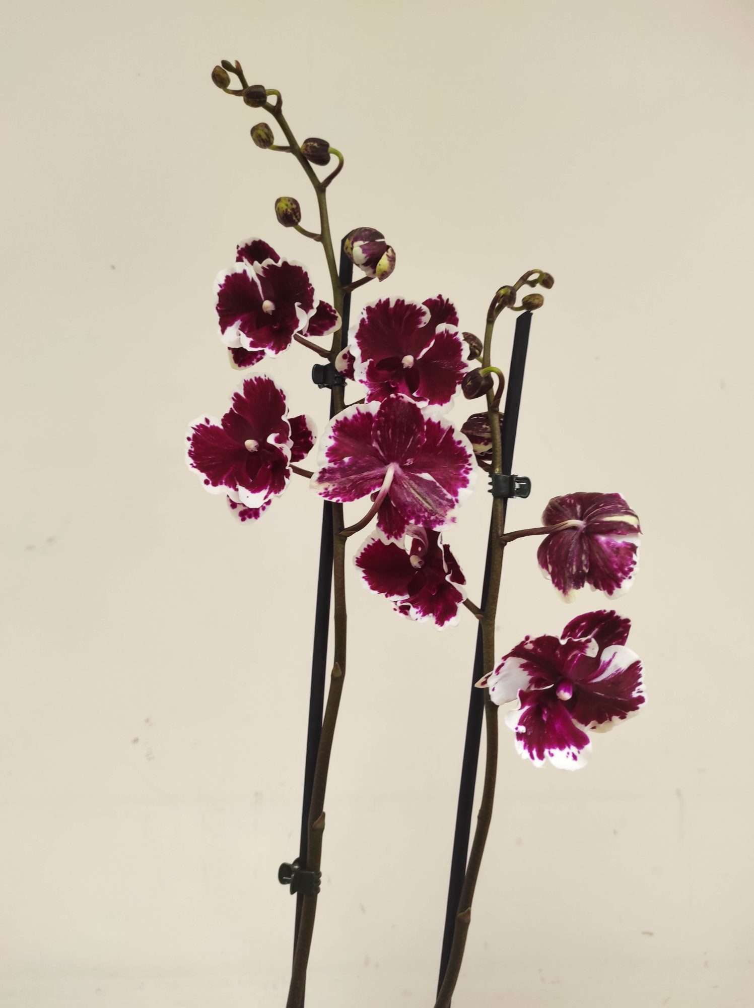 Phalaenopsis Special- 2 Hastes