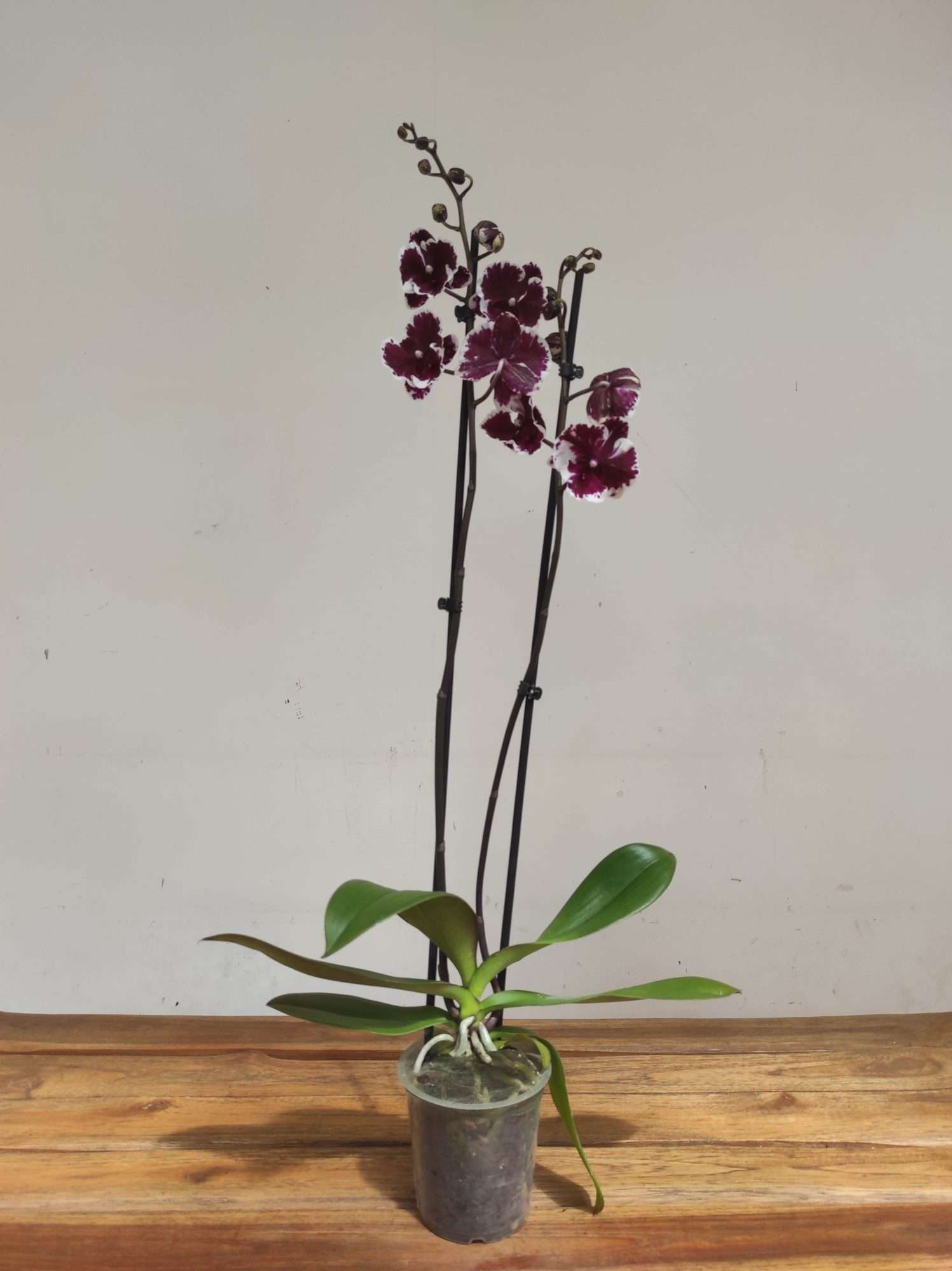 Phalaenopsis Special- 2 Hastes - Image 2