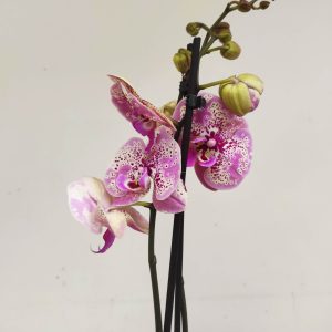Phalaenopsis Special-  2 Hastes
