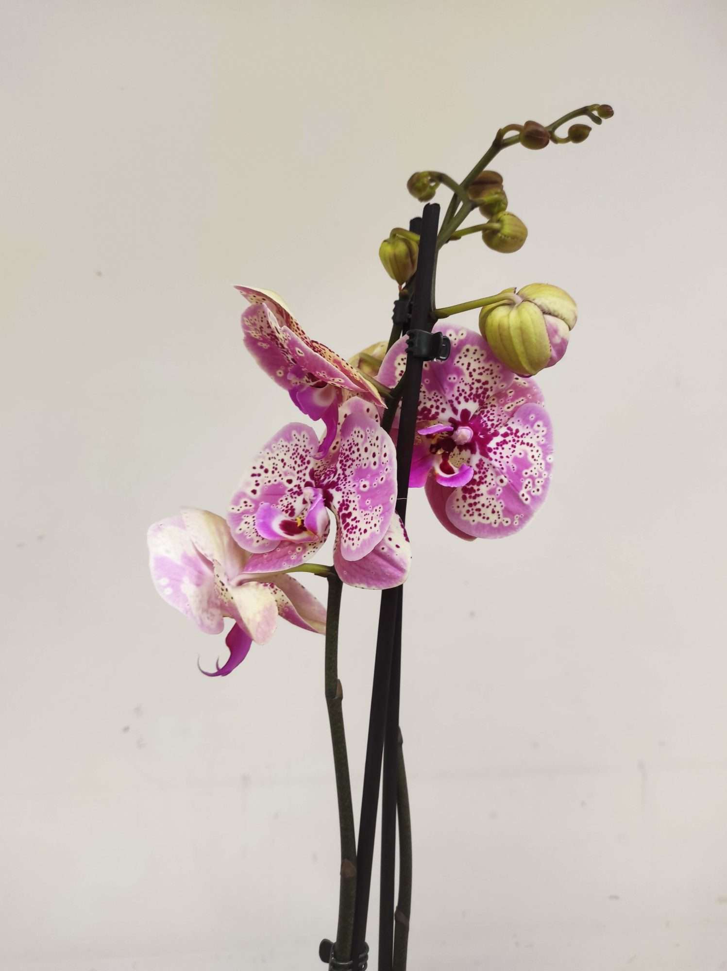 Phalaenopsis Special- 2 Hastes
