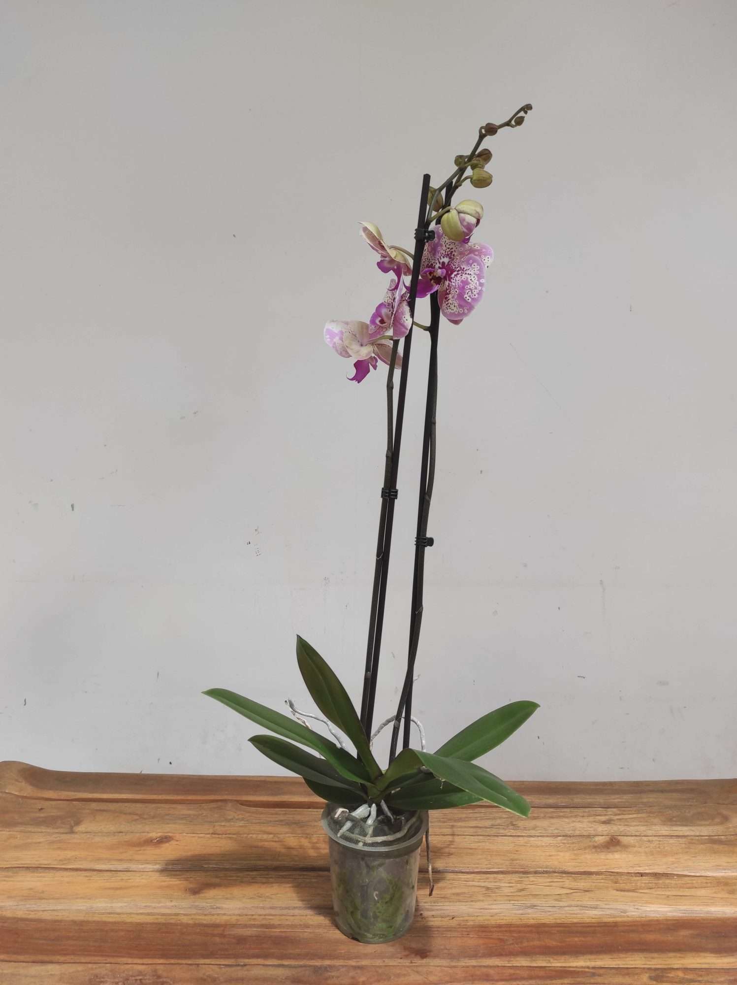 Phalaenopsis Special- 2 Hastes - Image 2