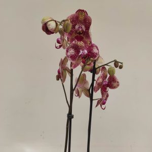 Phalaenopsis Special-  2 Hastes