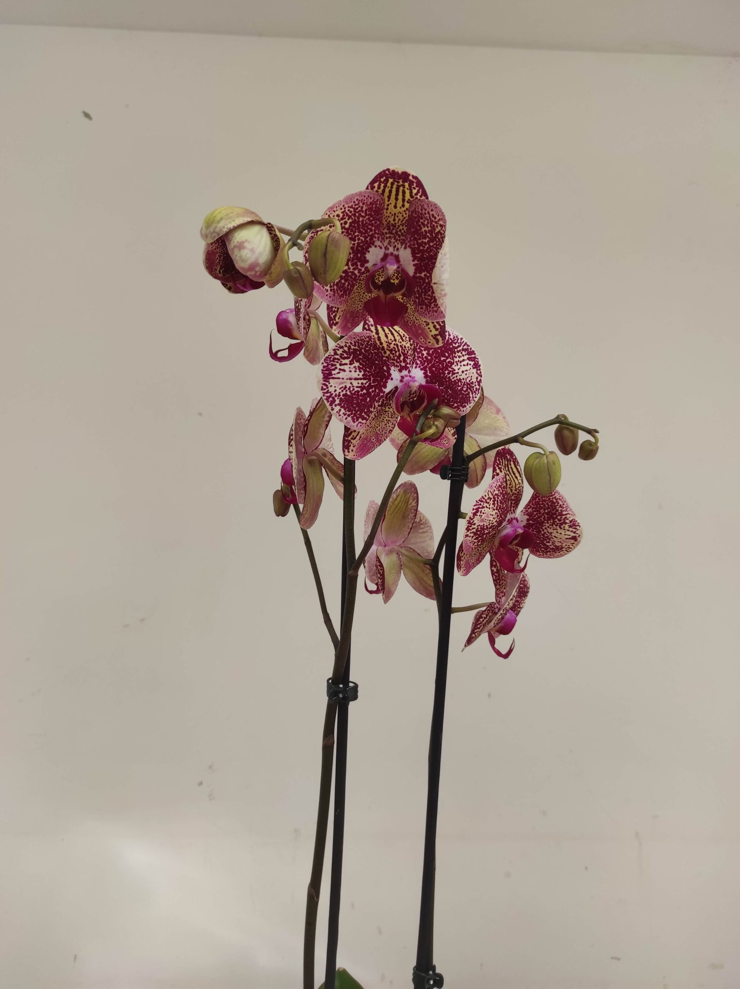 Phalaenopsis Special- 2 Hastes