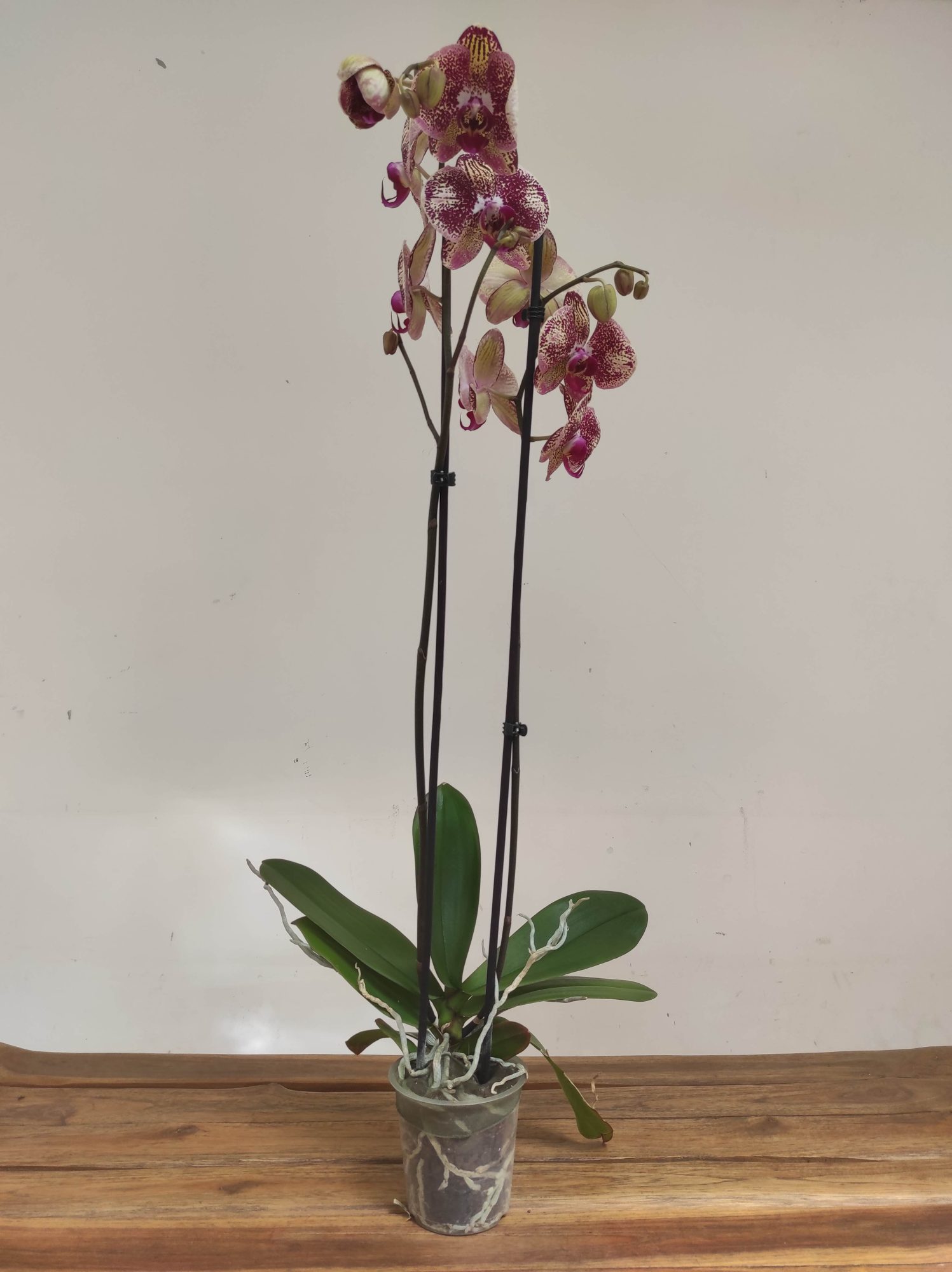 Phalaenopsis Special- 2 Hastes - Image 2