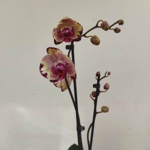Phalaenopsis Special-  2 Hastes