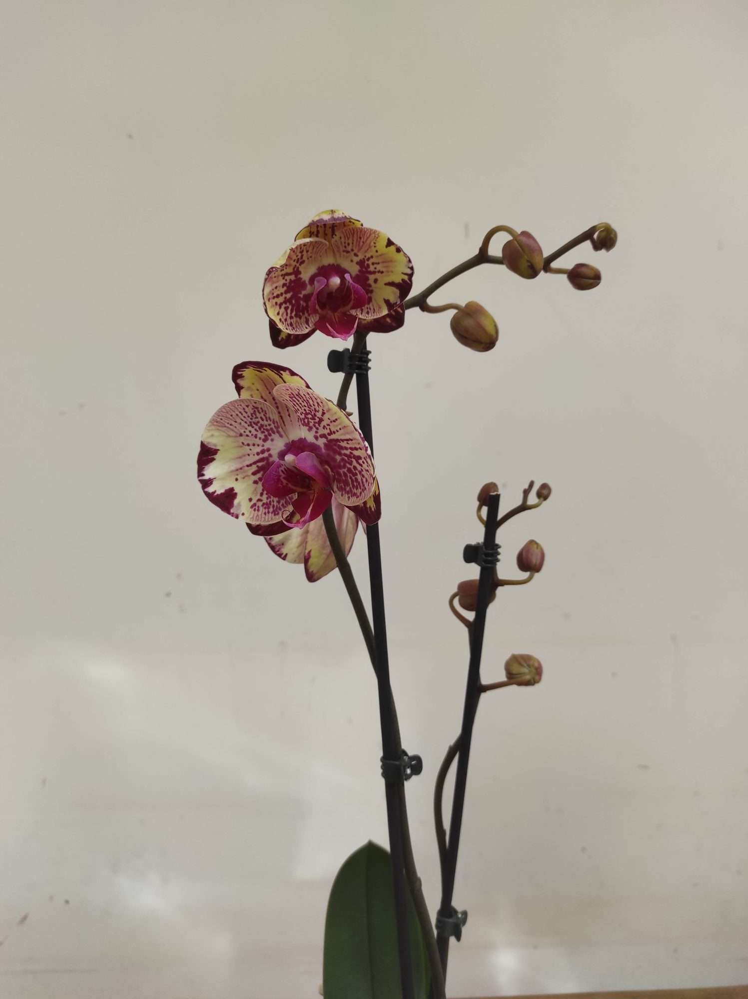 Phalaenopsis Special- 2 Hastes