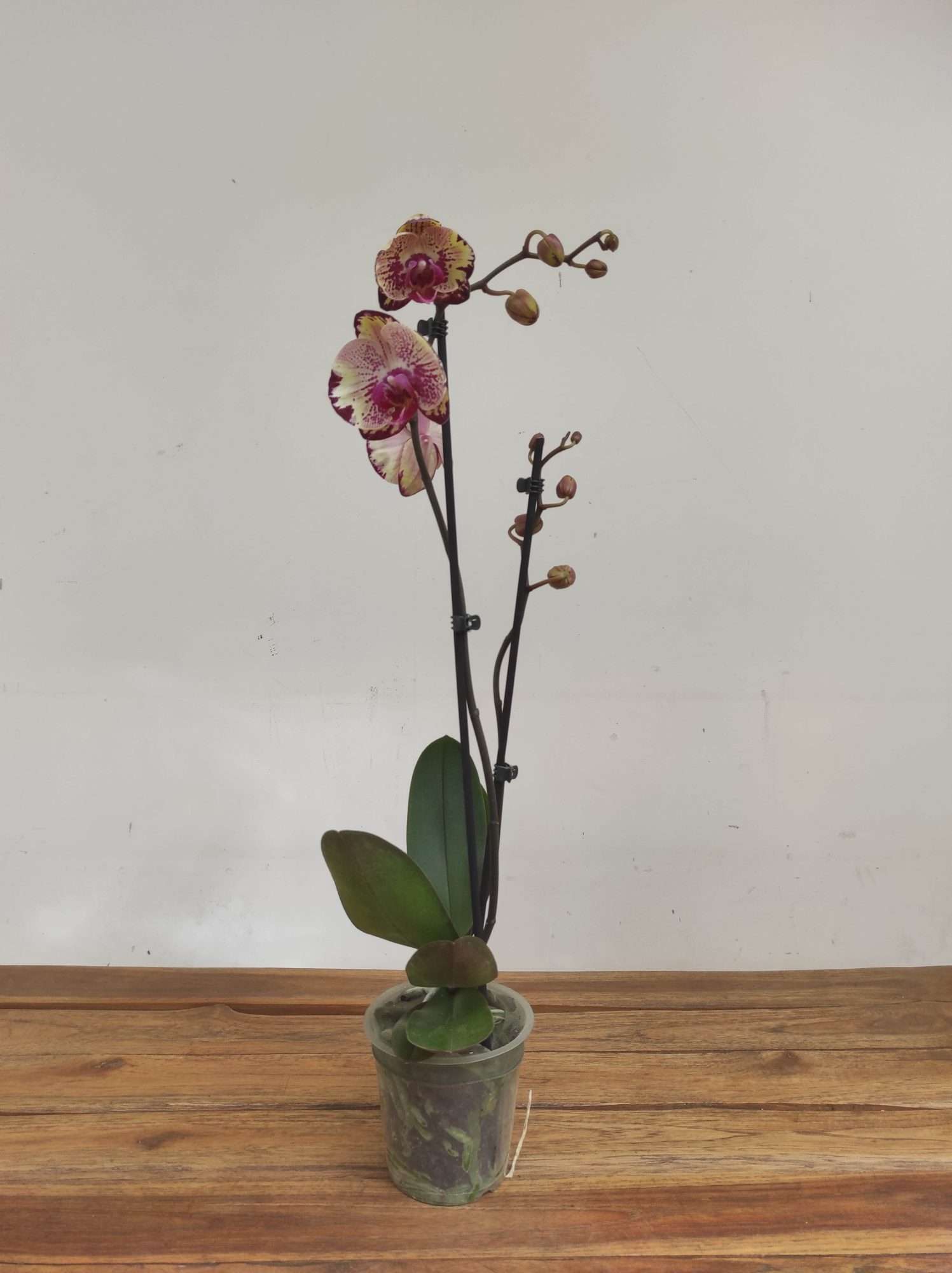 Phalaenopsis Special- 2 Hastes - Image 2