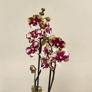 Phalaenopsis Special-  2 Hastes