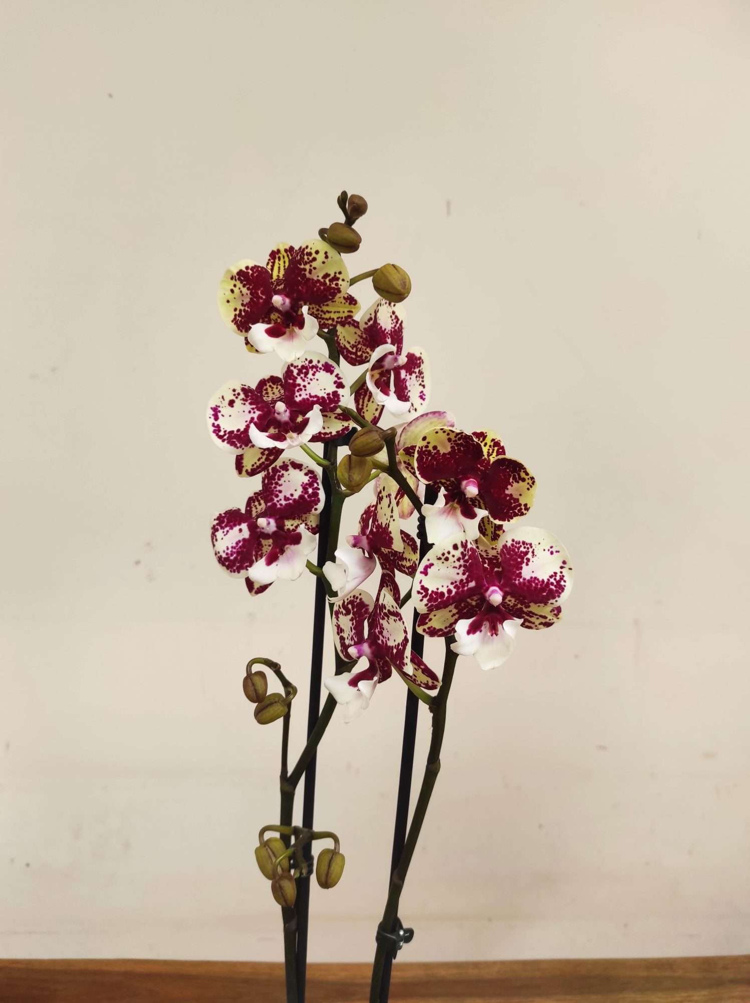 Phalaenopsis Special- 2 Hastes