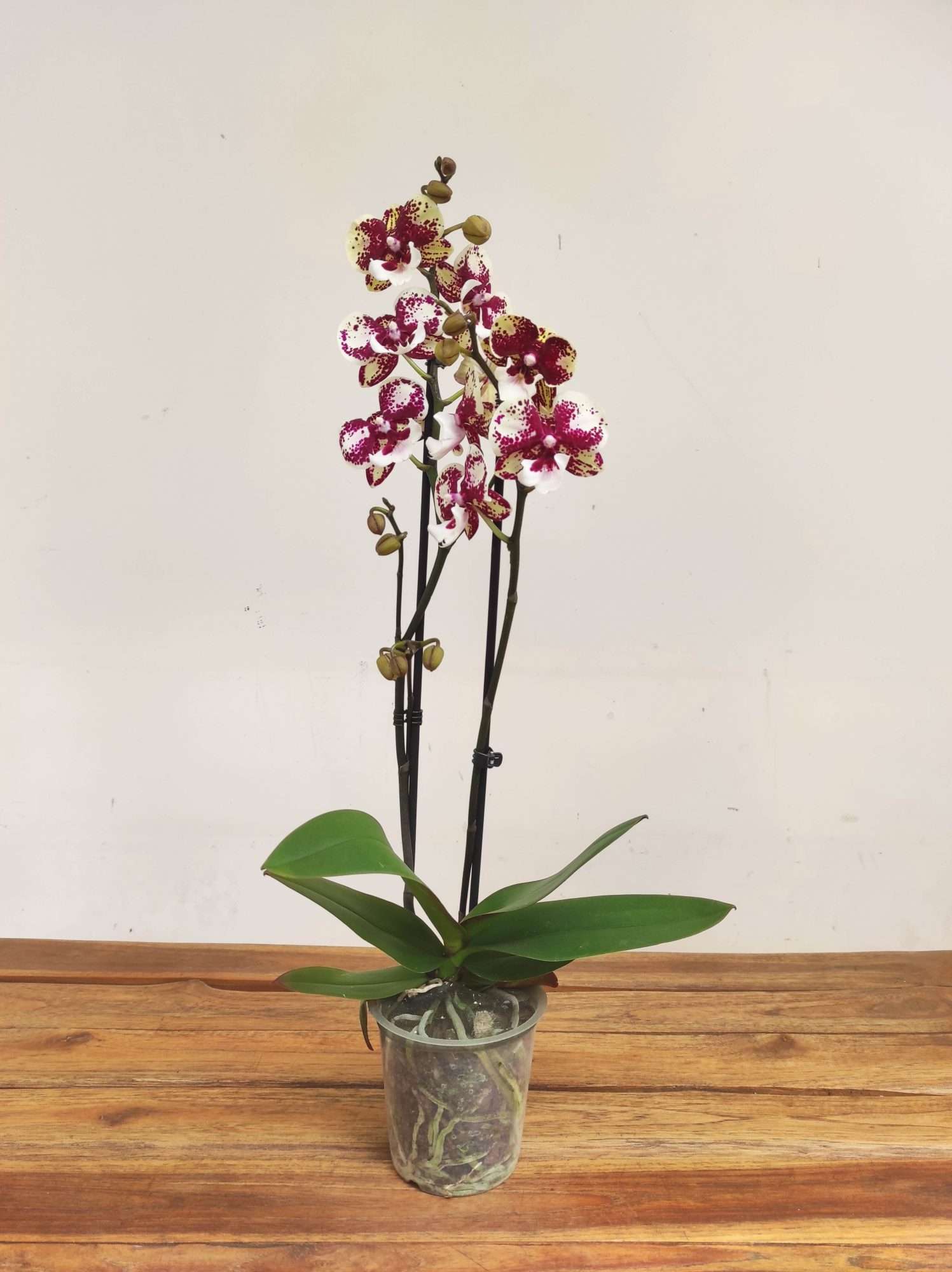 Phalaenopsis Special- 2 Hastes - Image 2