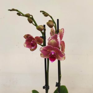 Phalaenopsis Special-  2 Hastes