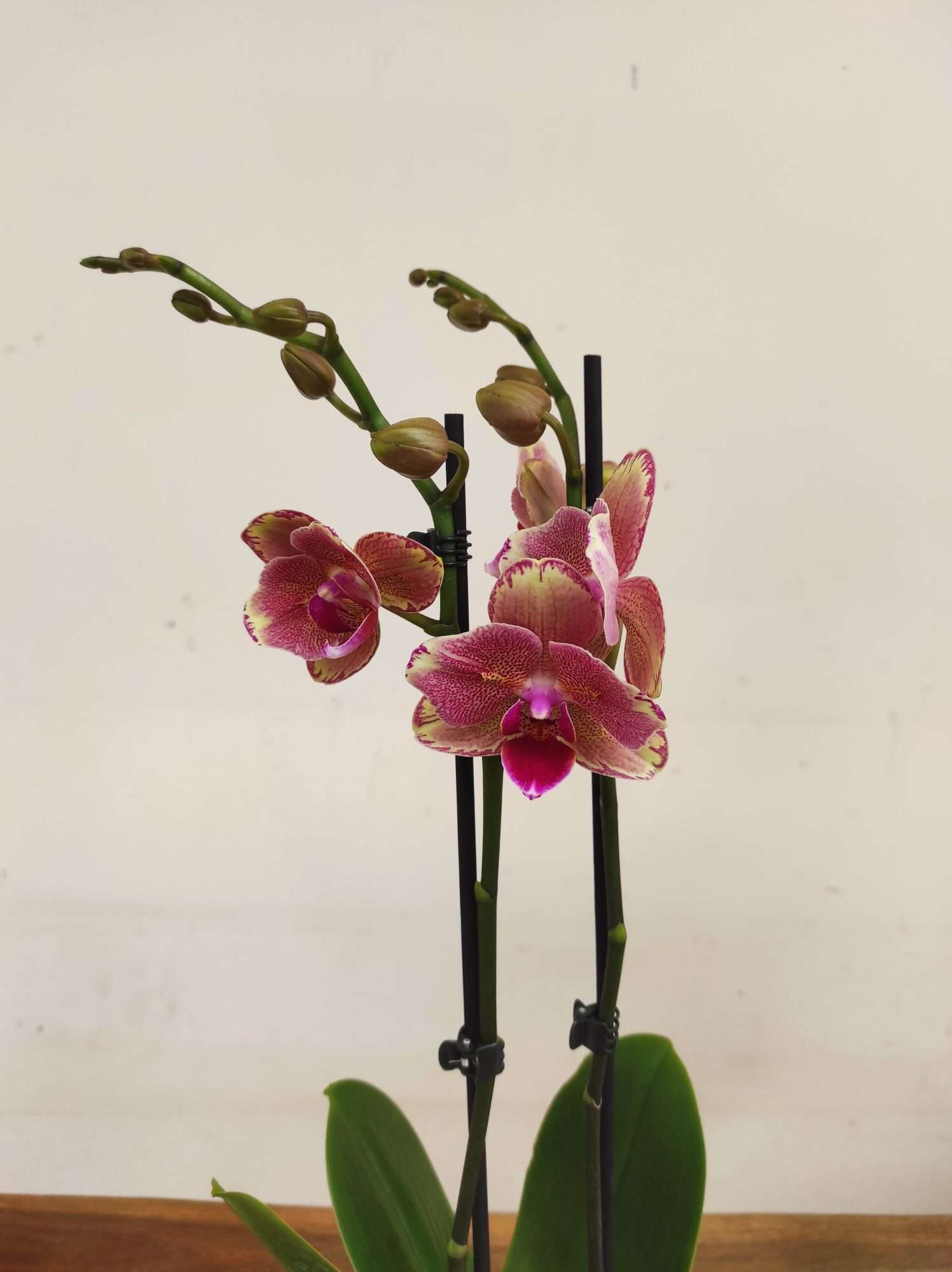 Phalaenopsis Special- 2 Hastes