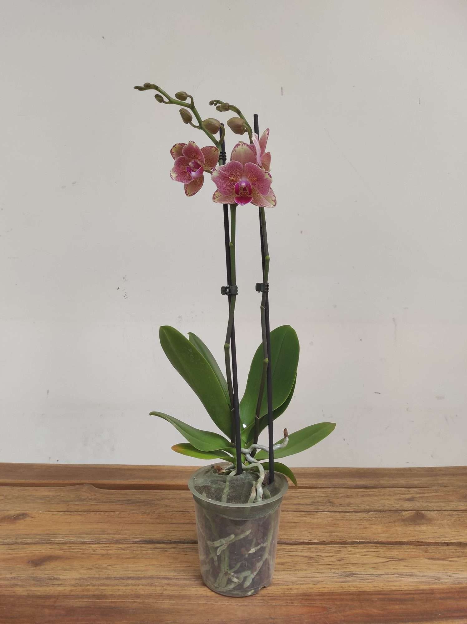 Phalaenopsis Special- 2 Hastes - Image 2