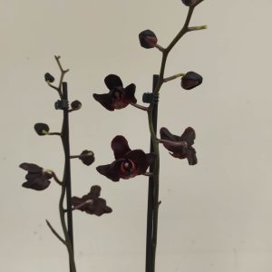 Phalaenopsis Special-  2 Hastes