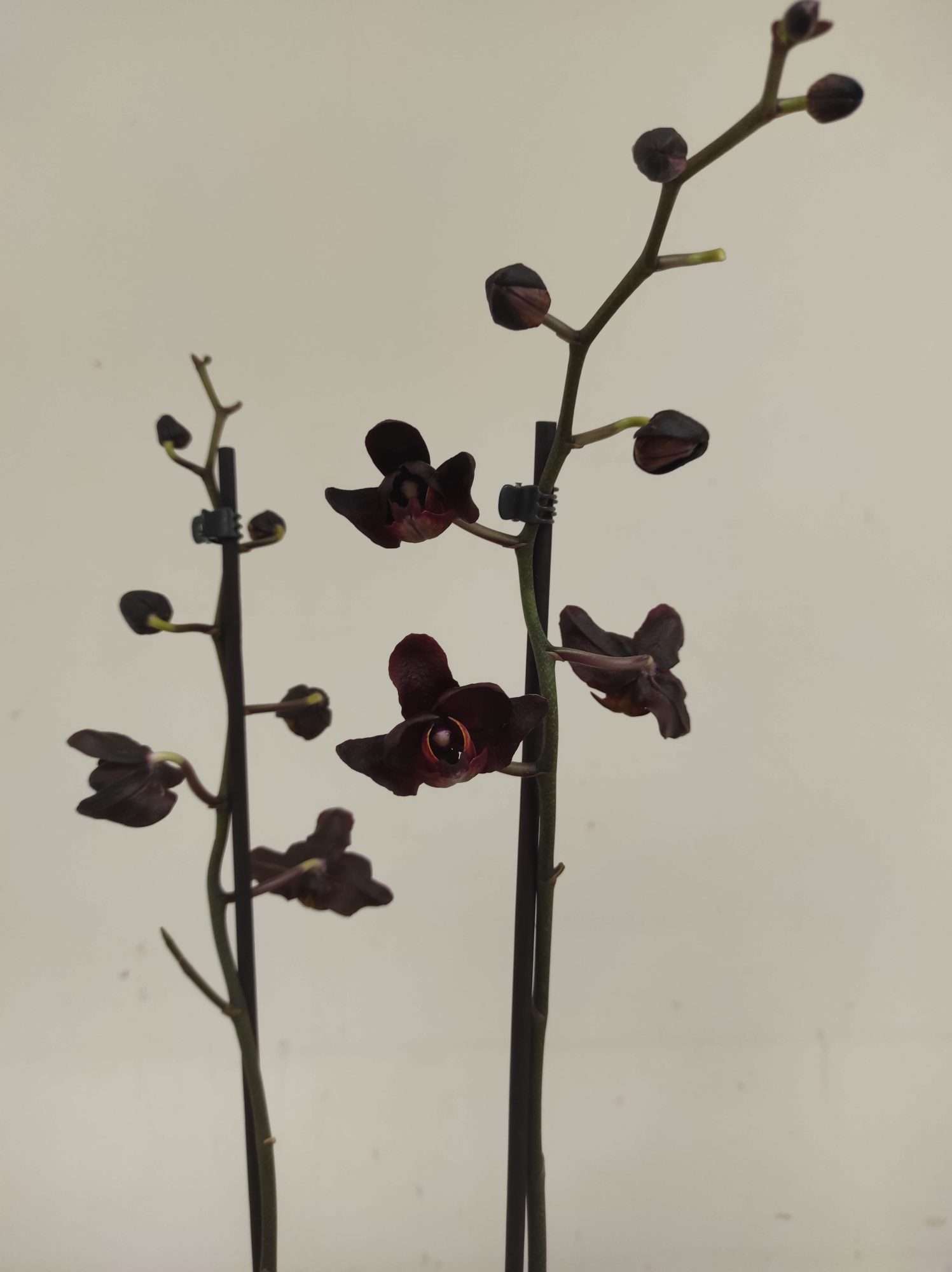 Phalaenopsis Special- 2 Hastes